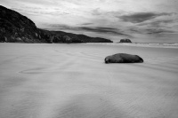 Lachtan novozelandsky - Phocarctos hookeri - New Zealand sea lion - whakahao 0220bwa